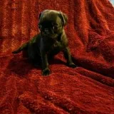 Black female pug puppy