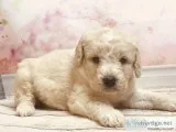 Super Sweet Multigenerational Curly Labradoodles
