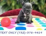 Fabulous Blue French bulldog puppies