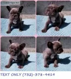 Amazing MF French Bulldog Puppies.