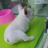 Amazing MF Frenchie for sale