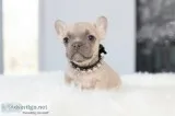 AMAZING FRENCHIE PUPPIES FOR SALE