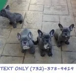 Outstanding Litter Of AKc French Bulldogs