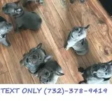 AKC registered and fully health tested French Bulldog Puppies