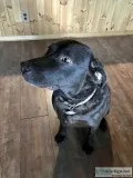 3 Year Old Chesapeake Bay Retriever