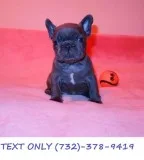 First-class Blue White French bulldog puppies