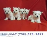 Available West Highland White Terrier Pups .