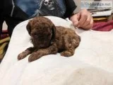 REG CKC MINI POODLES