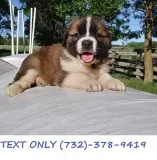 Standard Saint Bernard Puppies