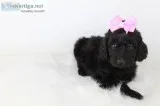 Lady the Pooghan