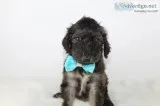 Romeo the Pooghan