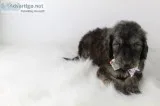 Scooby the Pooghan
