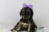 Claire the Pooghan