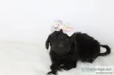 Starr the Pooghan