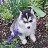 Famous little male and female siberian husky puppies