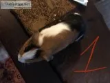 Baby guinea pigs for sale