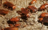 Pest Control Tingalpa