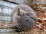 Bunnies