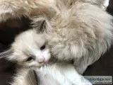 Ragdoll kittens. Laid back and sweet
