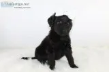 Kira the Pooghan