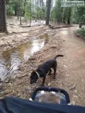 Chocolate lab 8 month old AKC