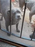 FREE2 female blue pits