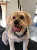 Professional Dog Groomer here to help during Pandemic