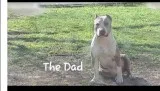 Fawnblue pit bull puppys