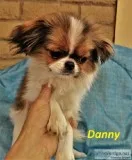 34 Japanese Chin Puppies