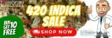 Soring Sativa Seeds
