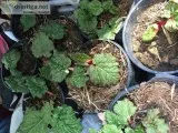 Rhubarb Plants