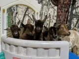 Nigerian Dwarf Dairy Goats