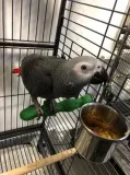 Taking African Grey parrots
