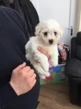 Super Adorable Teacup Maltese Puppies