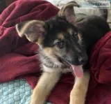 Male German Shepherd Puppy for Sale NYC Queens