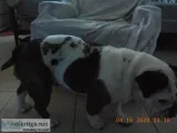 English Bulldog