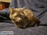 Cuddly adult male cat