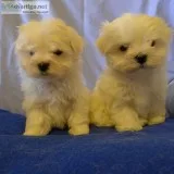 Maltese Puppies Lisa Lovable