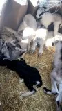 Baby goats