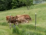 N.C.O. Pasture