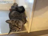 Free mix Bangle cat