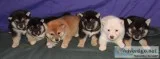 AKC Shiba Inu Puppies 500
