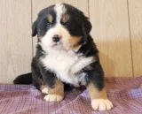 Fiona Bernese Mountain Dog Puppies For Sale.