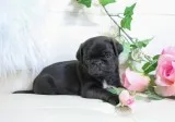 Upcoming litter black and Fawn Pug Puppies
