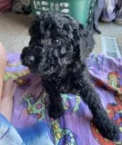 Heather Aussiedoodle Puppies For Sale..
