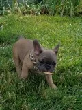 Available french bulldog puppies 