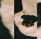 3 Yorkshire terrier puppies