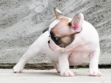 2 girls 1 boy beautiful french bulldog pups