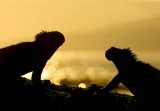 Galapagos Photography Tours  Expedition Travellers