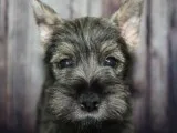 Miniature Schnauzers